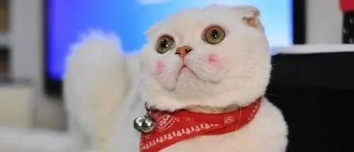 宠物品牌如何做好短视频营销＆直播带货，这里有干货