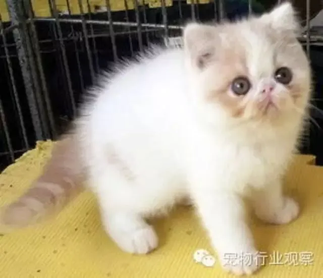 美国宠物行业市场规模与宠主统计