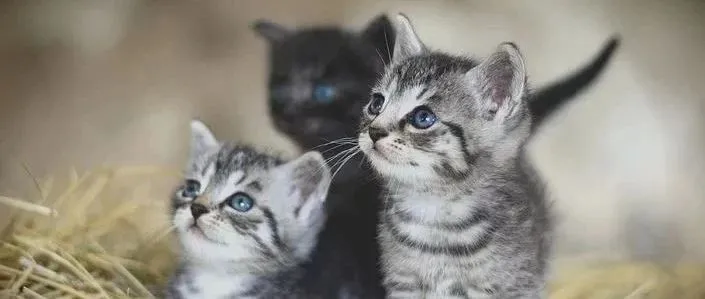 复工超7成，广佛福州宠物消费增速领跑全国 | 新华网消费趋势报告