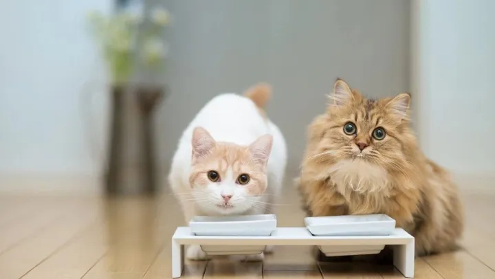 宠物疾病诊断行业的发展趋势