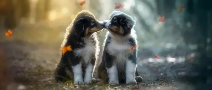 宠物共情AI应用获千万天使投资，普瑞纳上半年营收破百亿，全球宠物行业周报2024年7月30日