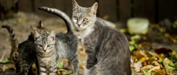 宠物清洁护理在中国：国产替代全面开花，国货品牌断层领先丨宠物新国货品类破局