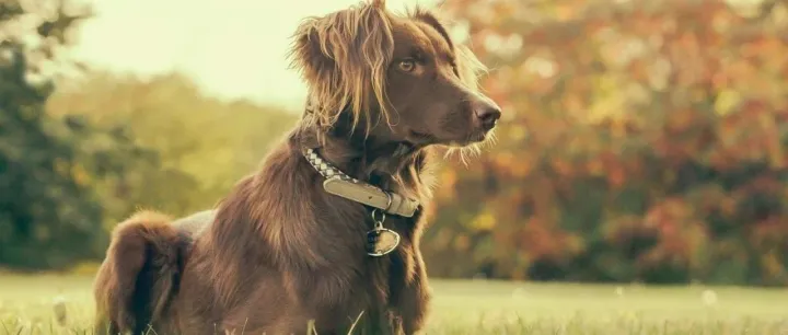 苏宁金融研报：宠物品牌快速崛起的现实路径有哪些？