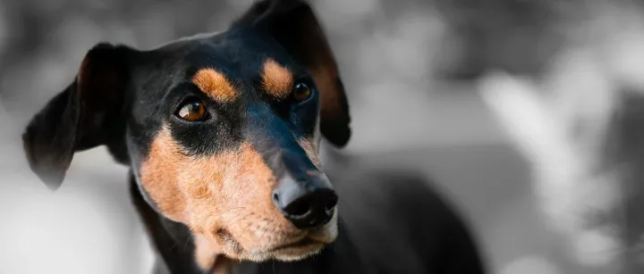 全数字化智能宠物店模式，会成为宠物门店的终局吗？