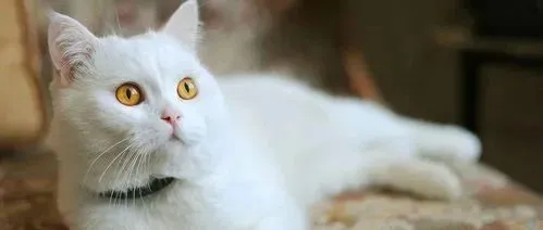 软银等大基金加持，巴西宠物电商Petlove两个月获7100万美元融资