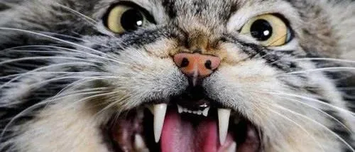 虐猫的范源庆被退学后，捡回良心了么