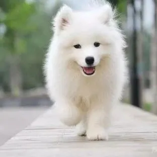 农业农村部首次明确33种家养畜禽，不包含猫狗