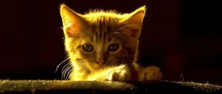 本土宠物品牌的竞争优势在哪？这篇报告说了这几点