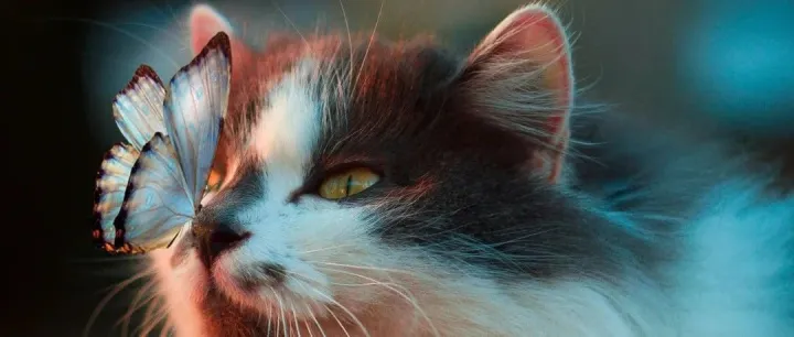 业内首创：Majes推出热带气候养宠环境的系列宠物食品