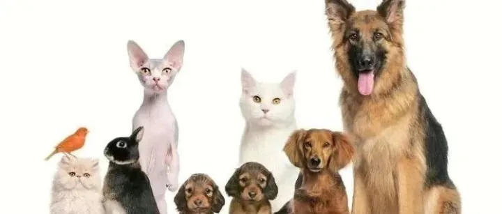 “它经济”持续升温！亚马逊2023宠物日大促来袭，这些品类旺季需求暴增