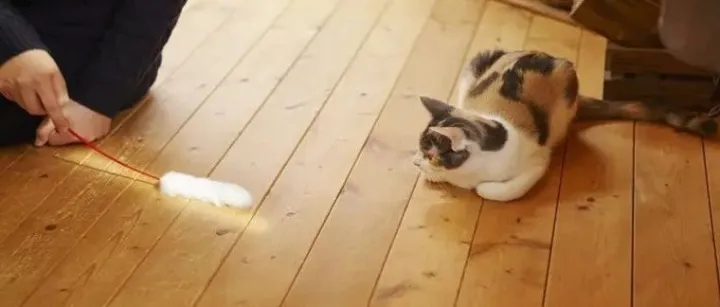 速卖通商机选品：中国宠物凉垫火到欧洲