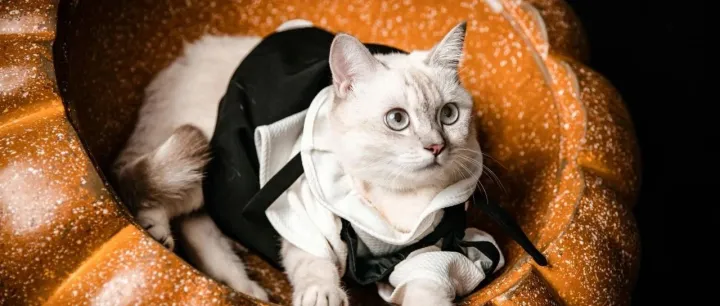 与润合达成战略合作，雀巢普瑞纳的中国市场策略有何变化？