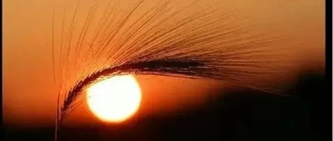 产品的生命周期由选品者的市场眼光高度来决定