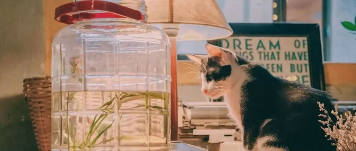 乳酸与HPP超高压联用，宠物食品“安全”与“新鲜”迎来新保障