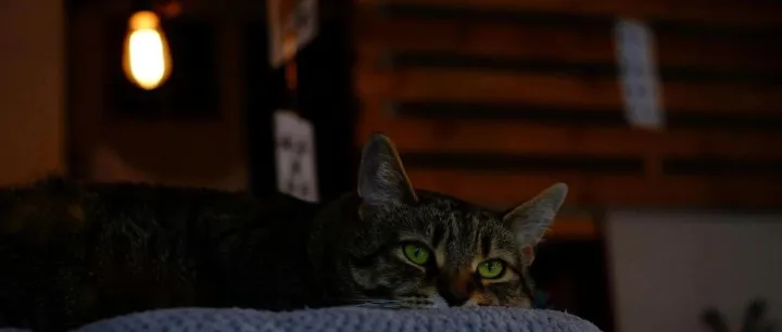 上海新工厂正式落地，全球HPP技术巨头开始布局落子