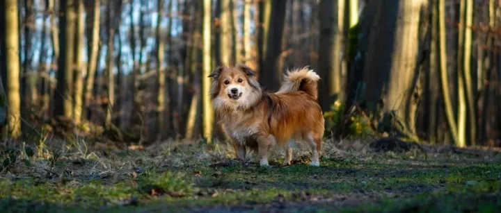 动物营养业务部门营收近6000万美元，ADM最新年报披露