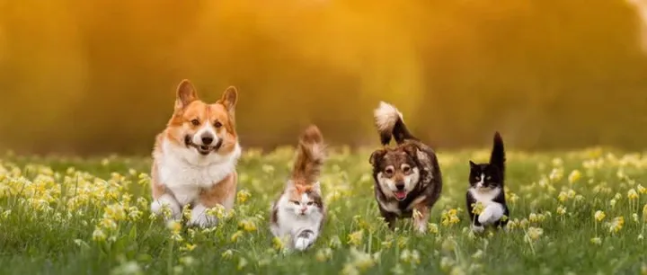 宠物项圈卖300美元照样杀穿市场！宠物经济将迎来井喷式发展