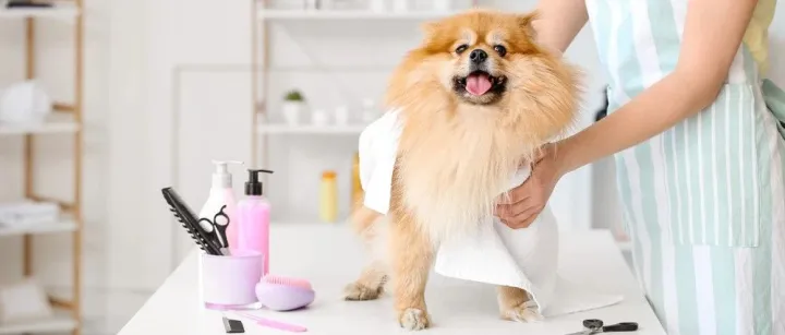 月入1200万元！冷门暴利，宠物赛道又爆小众品类 | 爆品洞察