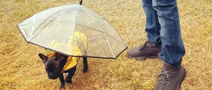 1000%利润！小众宠物用品“遛狗伞”引爆全球市场 | 爆品洞察