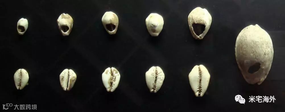 远古时代,贝壳也是货币