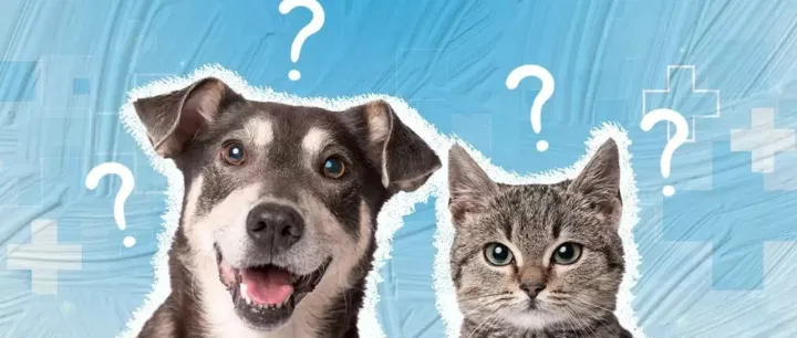 众筹突破300万的宠物产品，为何在亚马逊遭遇“滑铁卢”？