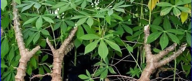 木薯产业及木薯进口相关- 大数跨境