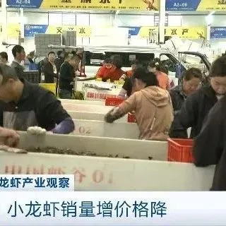 销售旺季来了！小龙虾价格暴跌近50% ！接下来价格还会降...