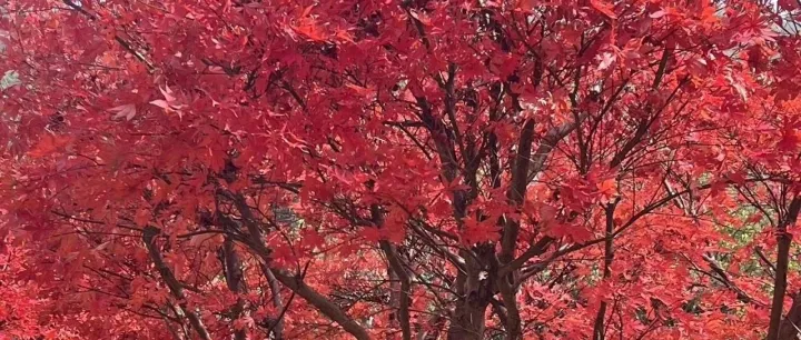 谷歌SEO: 关键词研究(1) - 基础概念