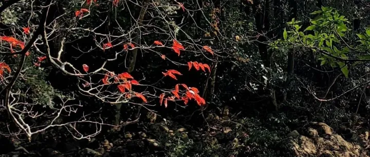 我能不能做独立站？