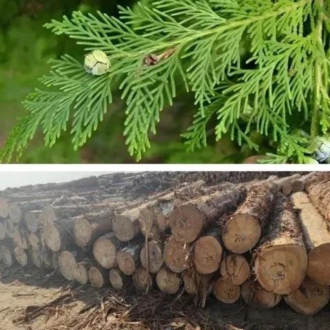 【技术】日本桧木,在当下中国市场将有怎样的表现- 大数跨境
