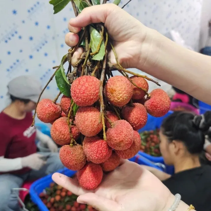 十万电商卖荔枝｜大赛走访 ：茂名市康奇食品有限公司