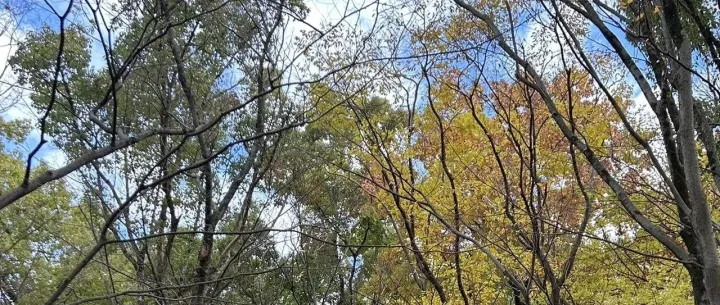 【通知】12月31号沙龙议程安排