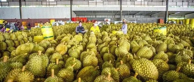 物流成本降低体现在哪？从一颗榴莲说起→