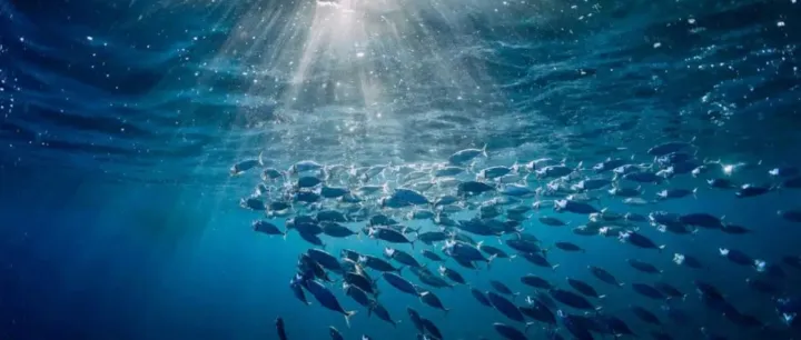 日本站选品｜42%成功率背后的蓝海机会