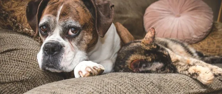 融资项目：欧洲宠物肠胃病消毒液供应商寻求投资