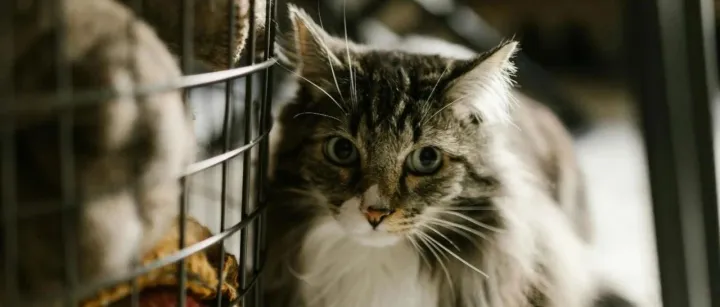 中宠、佩蒂之后，乖宝宠物为什么也要在新西兰建厂？