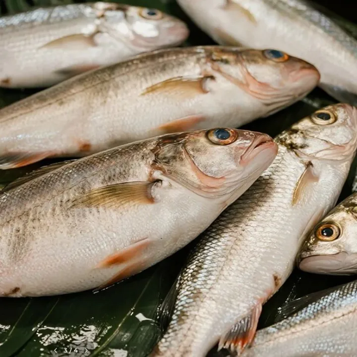 冰岛白鱼拍卖<em>价格</em>强势反弹，渔季尾声或引爆暴涨行情！