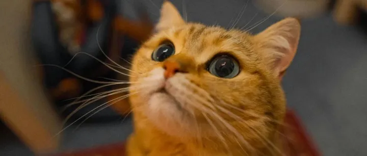 押注植物源性宠物食品，又一人食巨头跨界宠物赛道