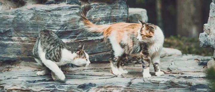 以价换量，还是宠物行业的成功法则吗？