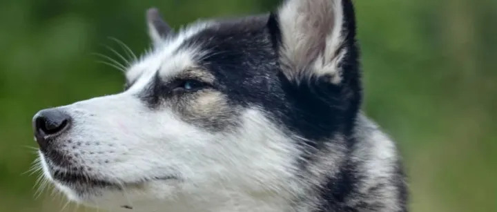 巨头联想的宠物版图，靠什么建立？