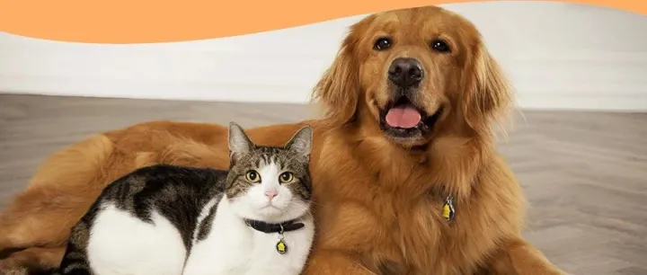 优沃思资源合辑 | 突破3.5亿！欧洲宠物家长都在看的Top级十大博客