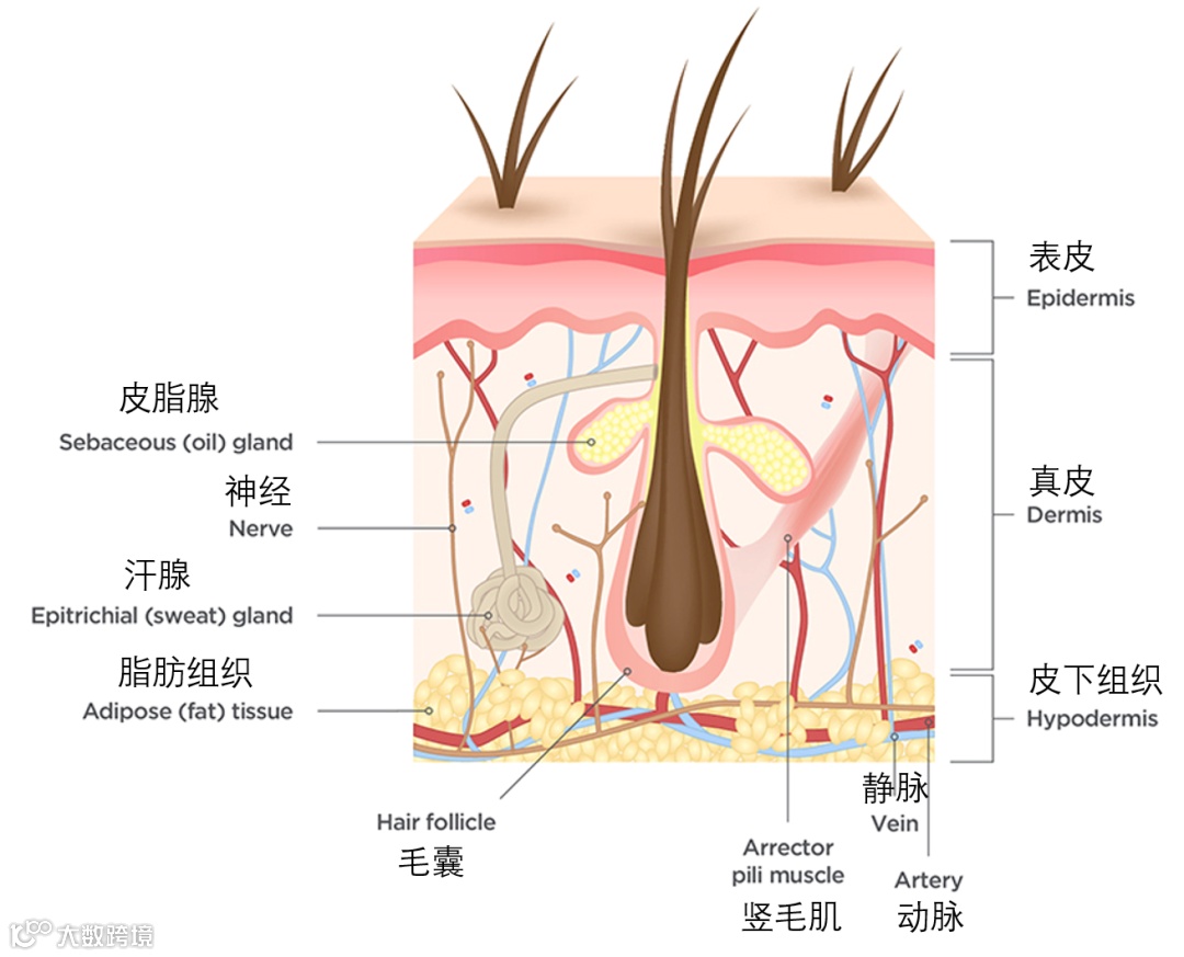 比医学书都全的犬猫皮肤知识点！- 大数跨境, image size:1080x873