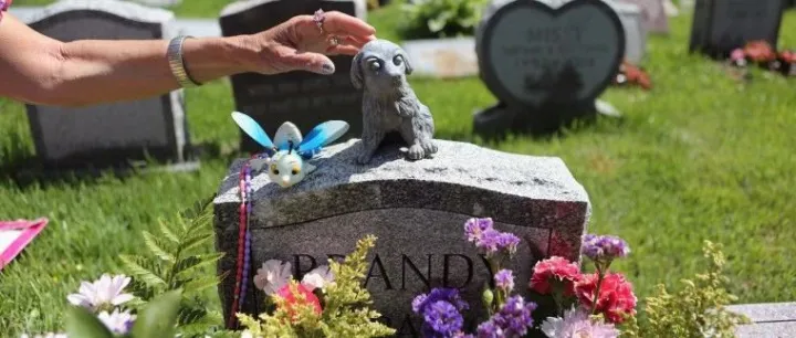 冷门赛道大生意！毛孩子身后事带火丧葬新蓝海