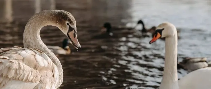 THE UNKNOWN IS NOT A RISK BUT A <em>POOL</em> OF UNDISCOVERED OPPORTUTIES