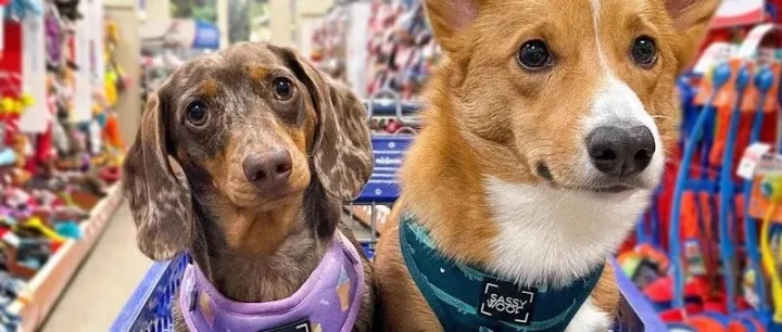 从濒死企业到87亿巨头！这个宠物品牌疯狂收割北美市场！| 品牌出海