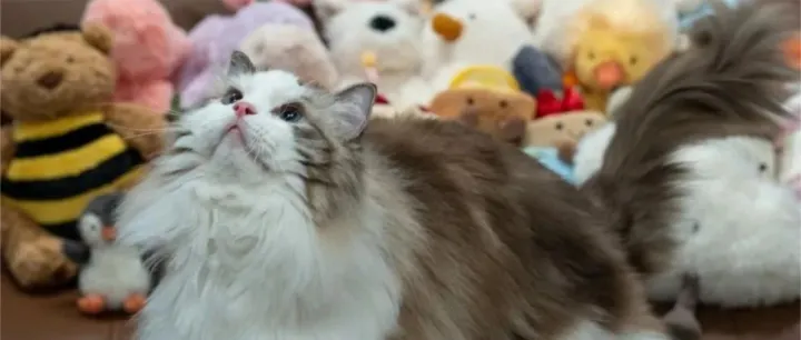 猫主子成为家庭CEO后诞生了这些爆款趋势，你的致富机会来了！