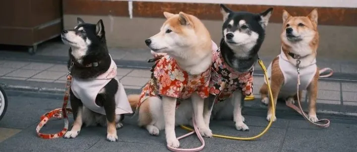 1.9万亿市场！10大爆款宠物产品，日本跨境卖家赚疯了！| 爆品洞察