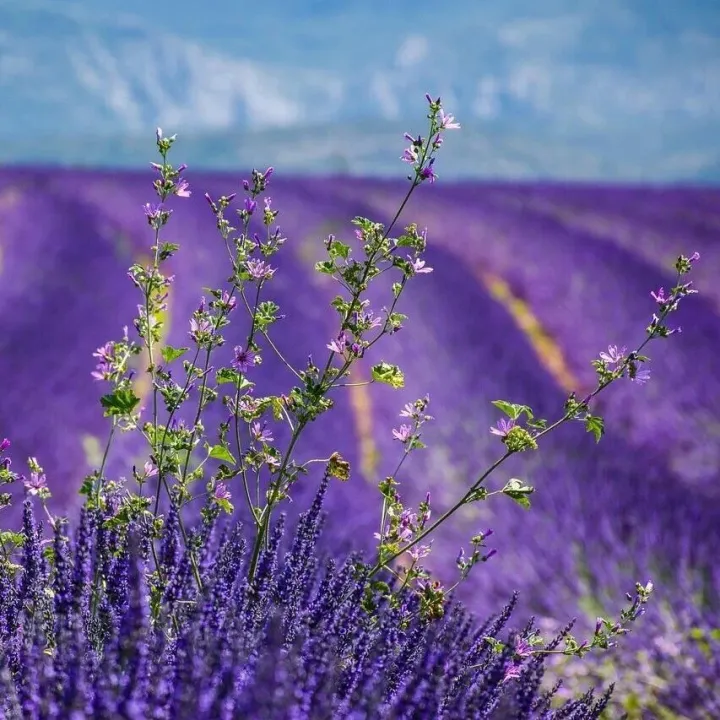 Agent智能归因：用<em>数据</em>直击<em>ROI</em>盲点