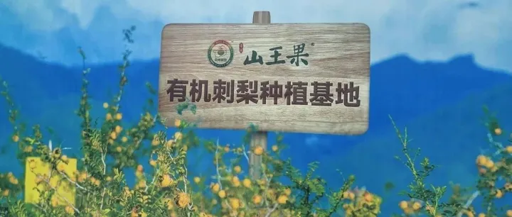 刺梨出山，一颗山野小果的拼多多“变形记”
