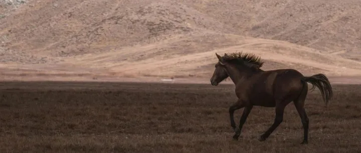 跨境电商，可以摸着过河的石头不多了
